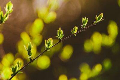 green shoots on a branch