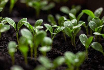 green seedlings against dark earth