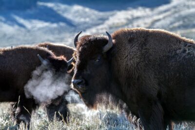 Bison at Yellowstone National Park by Kasabubu on Pixabay