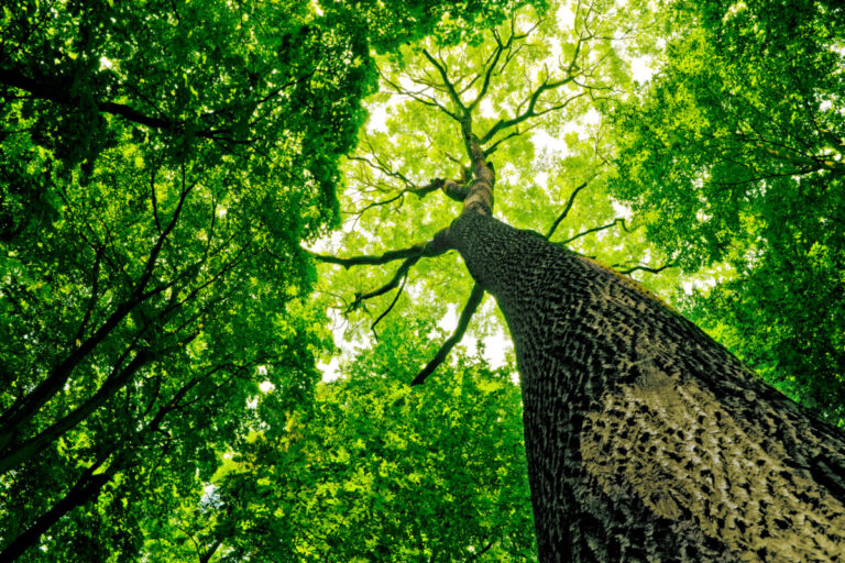 Looking up at the green canopy of a tree