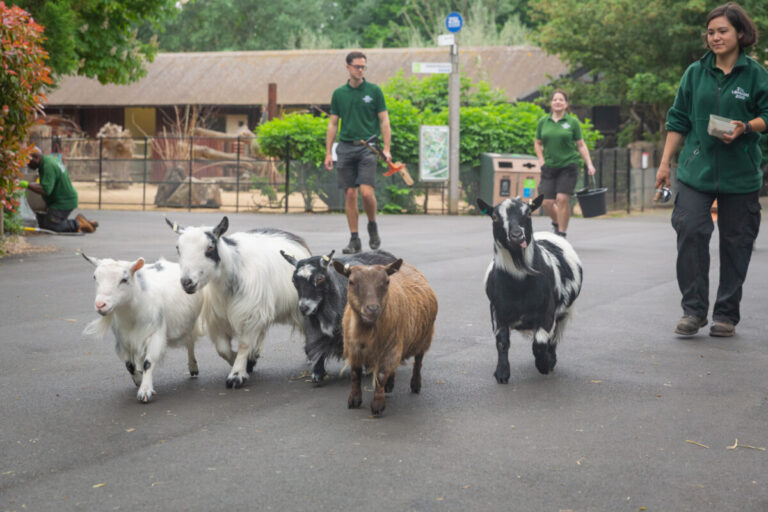 Goats from ZSL on their daily walk