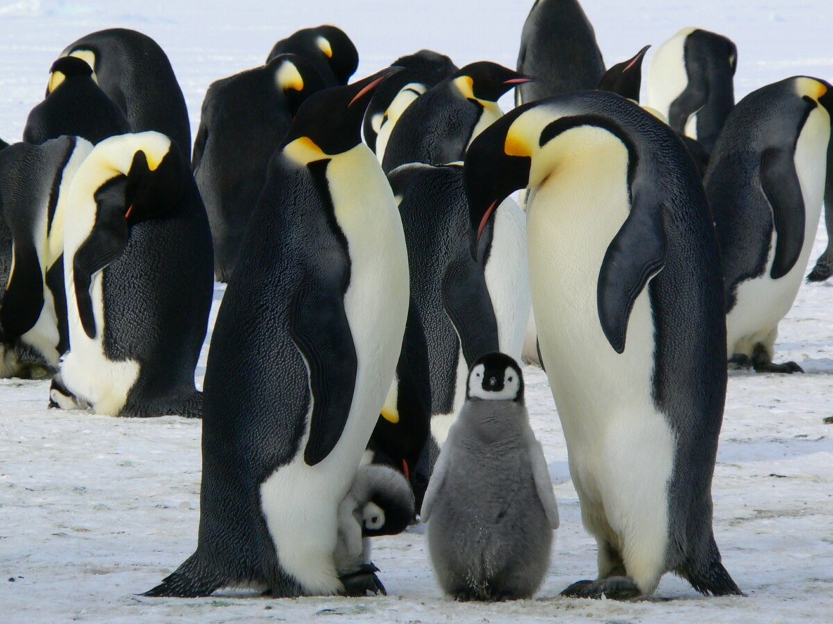 Penguins - two adults with one chick between them.