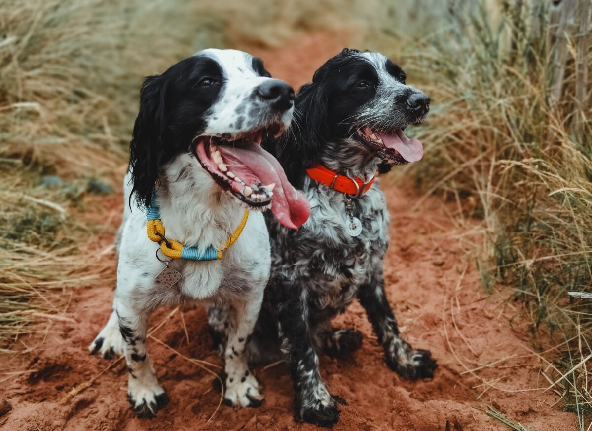 Two spaniels sit on a sandy path