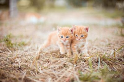 Two ginger kittens stand next to each other on dry grass. by Olga Ozik from Pixabay