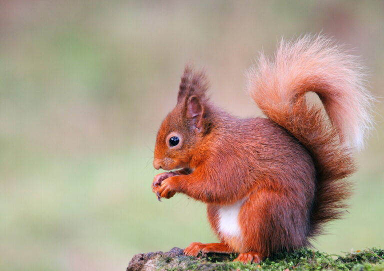 Red squirrel by Sam Linton