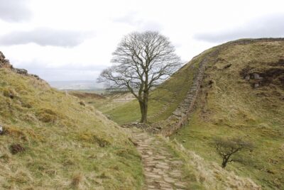 Hadrian's Wall with a sycamore tree. By Yorkshireman on Pixabay