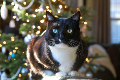 A black and white cat sits in front of a christmas tree