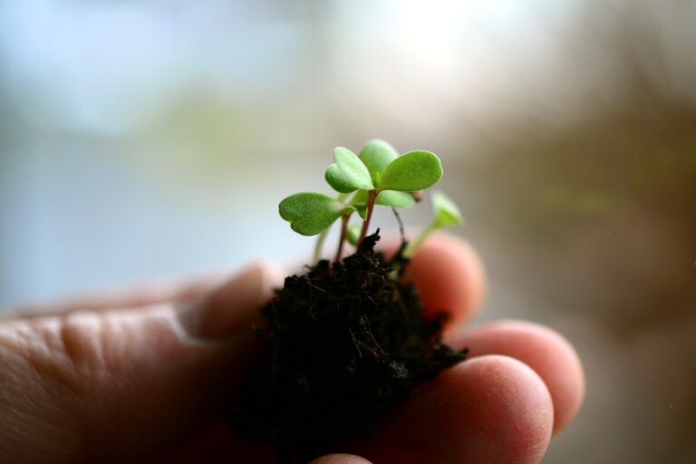 A hand holds seedlings. By congerdesign from Pixabay