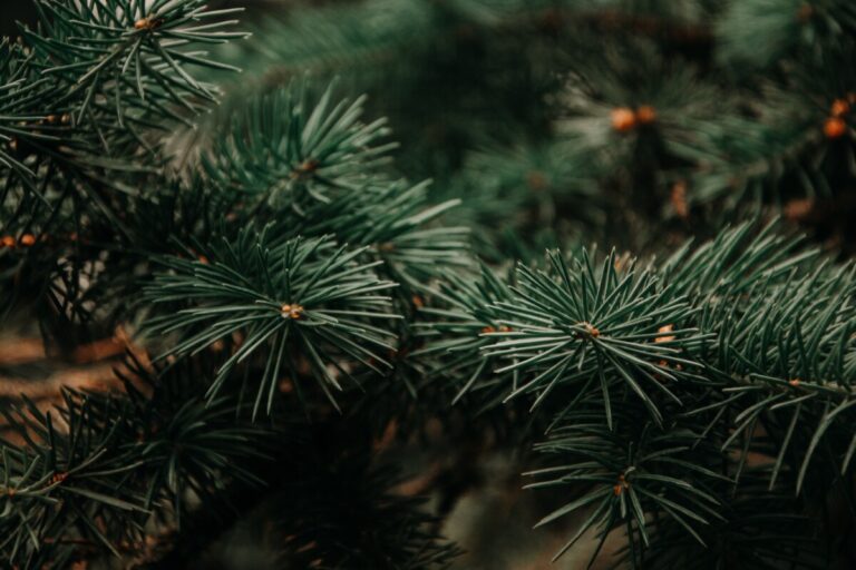 Christmas tree (close-up of pine needles). Photo: Pexels.com