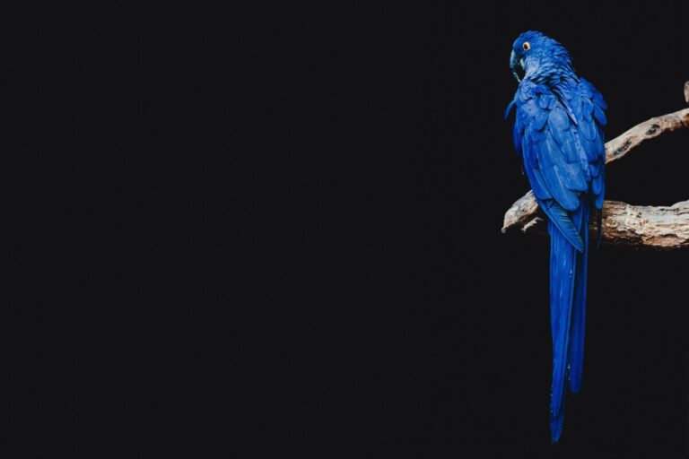 Twitter blue parrot on a perch against a black background. Photo: Unsplash.com