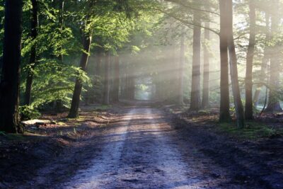 A track leads through an avenue of trees. By bertvthul on Pixabay