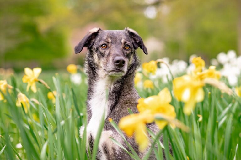 A dog sits amidst daffodils. By Salofoto on Pixabay