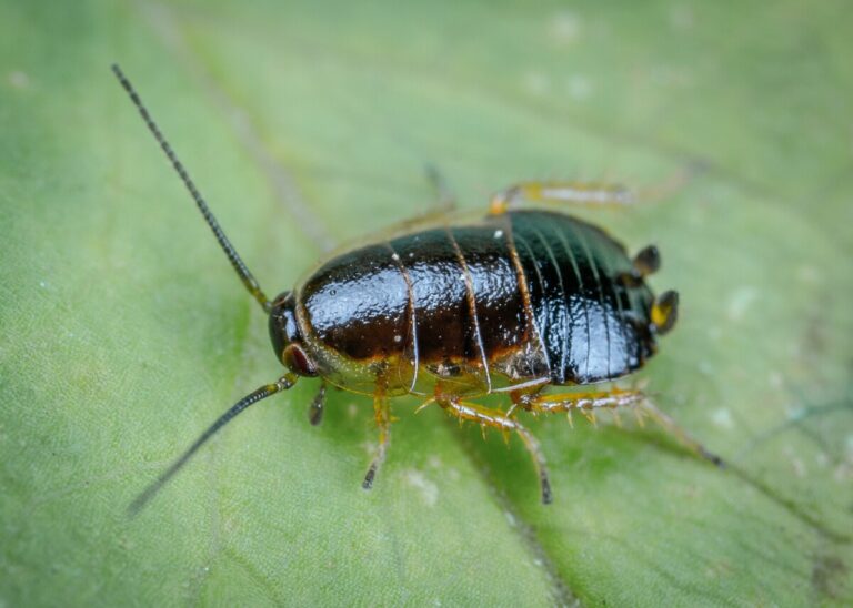Cockroach on a leaf. By Egor Kamelev on Pexels