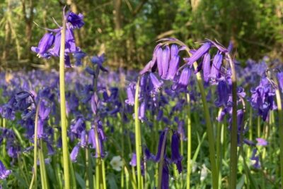 Bluebells in an English wood. Copyright Melanie May