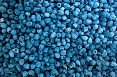 Blueberries. Photo by Olga on Pexels.com.