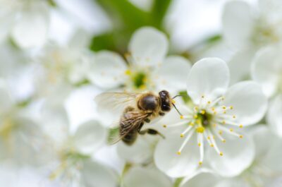 honeybee on blossom