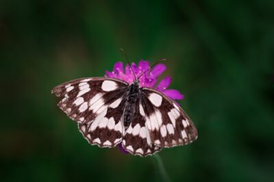 Marbled White butterfly on a pink scabious flower