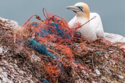 A gannet resting by some old fishing nets. By A Different Perspective on Pixabay