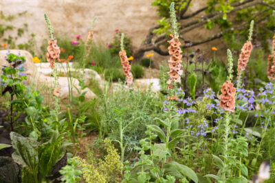 The Jane Porter designed garden for Choose Love at Chelsea Flower Show