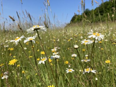 A meadow with Ox-eye Daisies. Copyright Melanie May