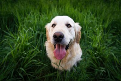 A golden retriever looks up at the camera, from where it is sitting on some grass. By Stefan Stefancik, on pexels