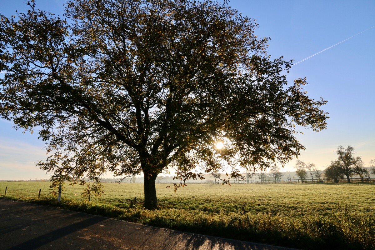 A tree in a field backlit by the rising sun. By Serge Baeyens on Pexels