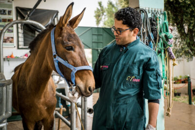 A man in glasses with dark hair and wearing a dark green boiler suit with a SPANA logo on looks at a horse. He is a SPANA vet and they are in Morocco. Copyright SPANA