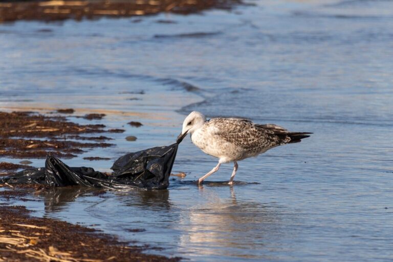 A juvenile sea gull pecking at a black plastic bag on the shoreline. By MechaOwl on pexels