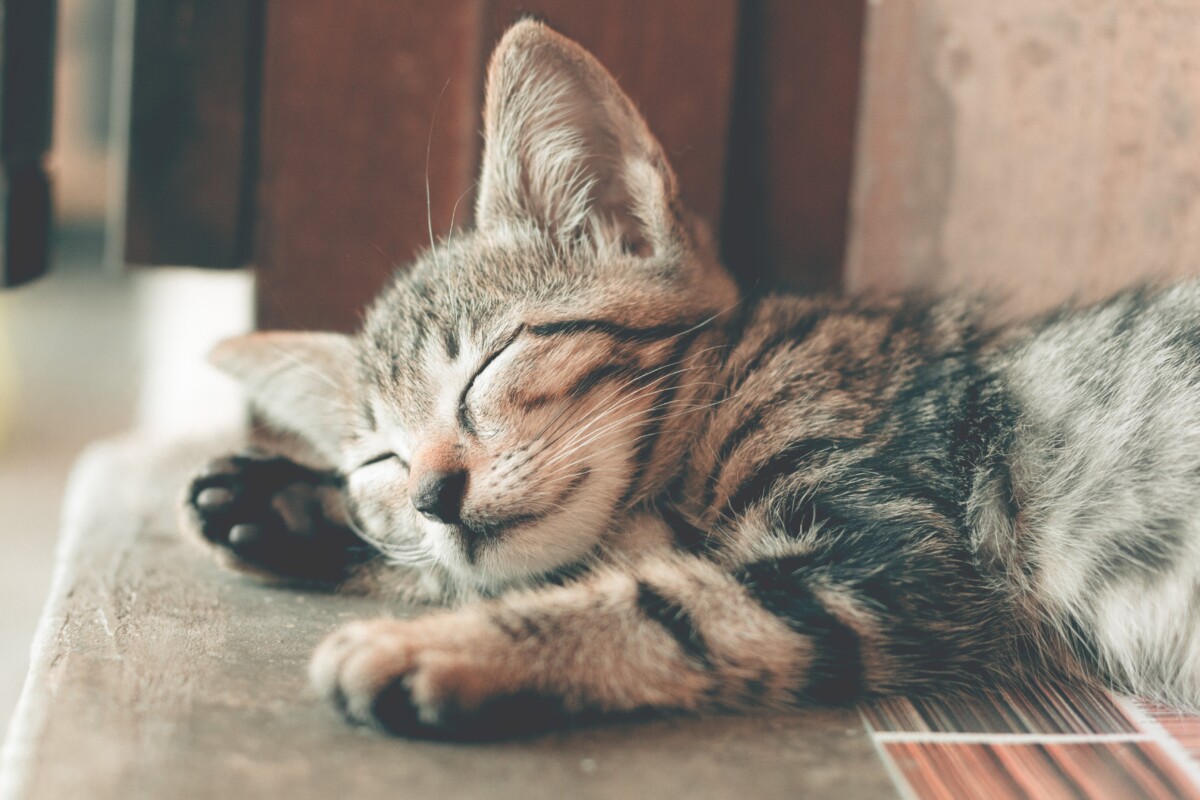 A sleeping tabby kitten by Ihsan Adityawarman on pexels