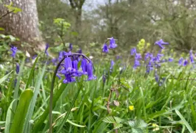 Bluebells in a wood. Copyright Melanie May
