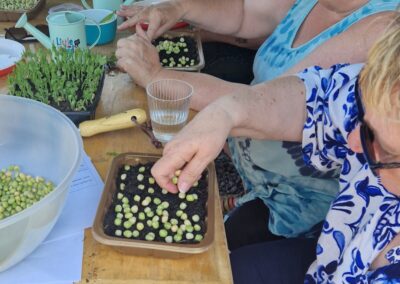 Growing microgreens at Wellbeing Cafe