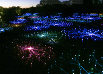 Bruce Munro's Field of Light