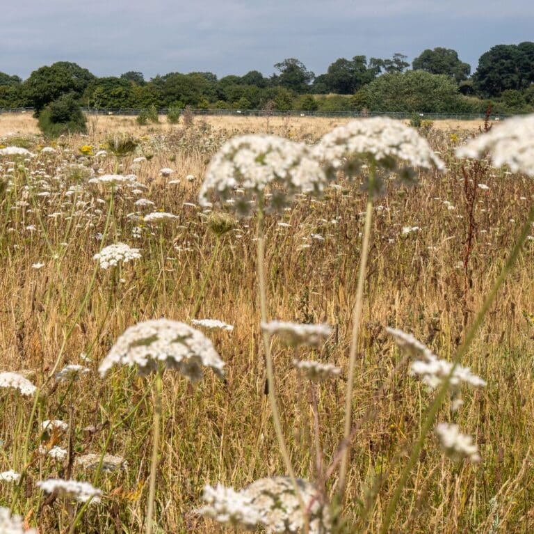 Cow parsley in the foreground, wild grasses behind, and in the distance a row of trees or hedges, all on a warm summer day. Photo: Sizewell C