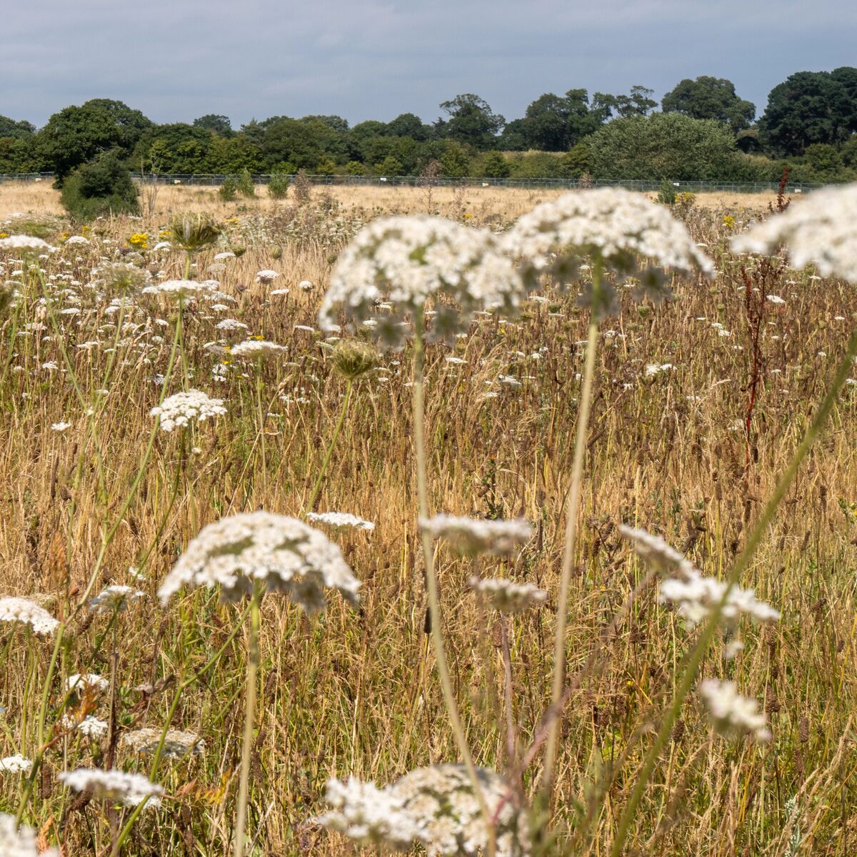 Cow parsley in the foreground, wild grasses behind, and in the distance a row of trees or hedges, all on a warm summer day. Photo: Sizewell C