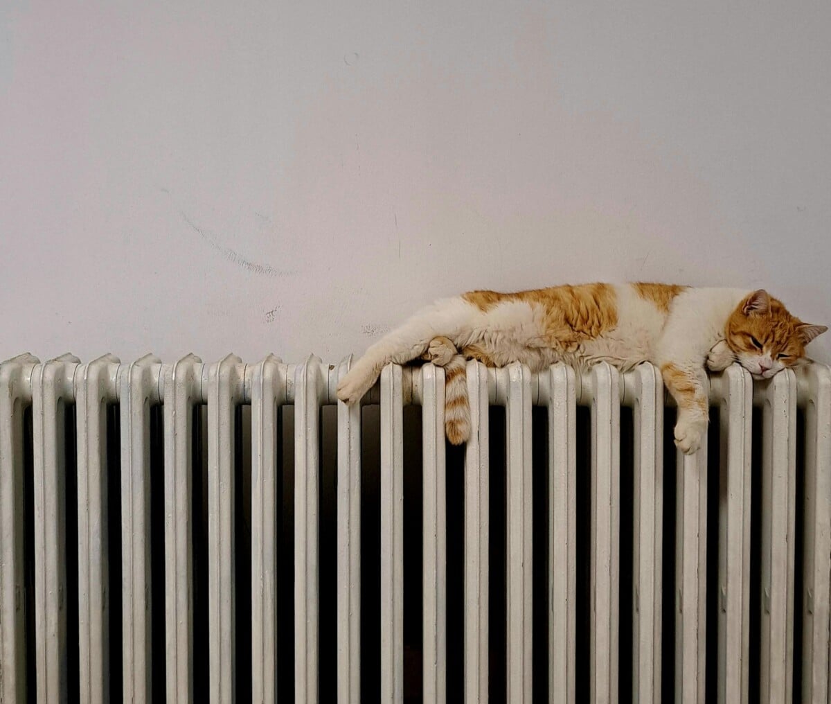 Cat asleep on a warm radiator.