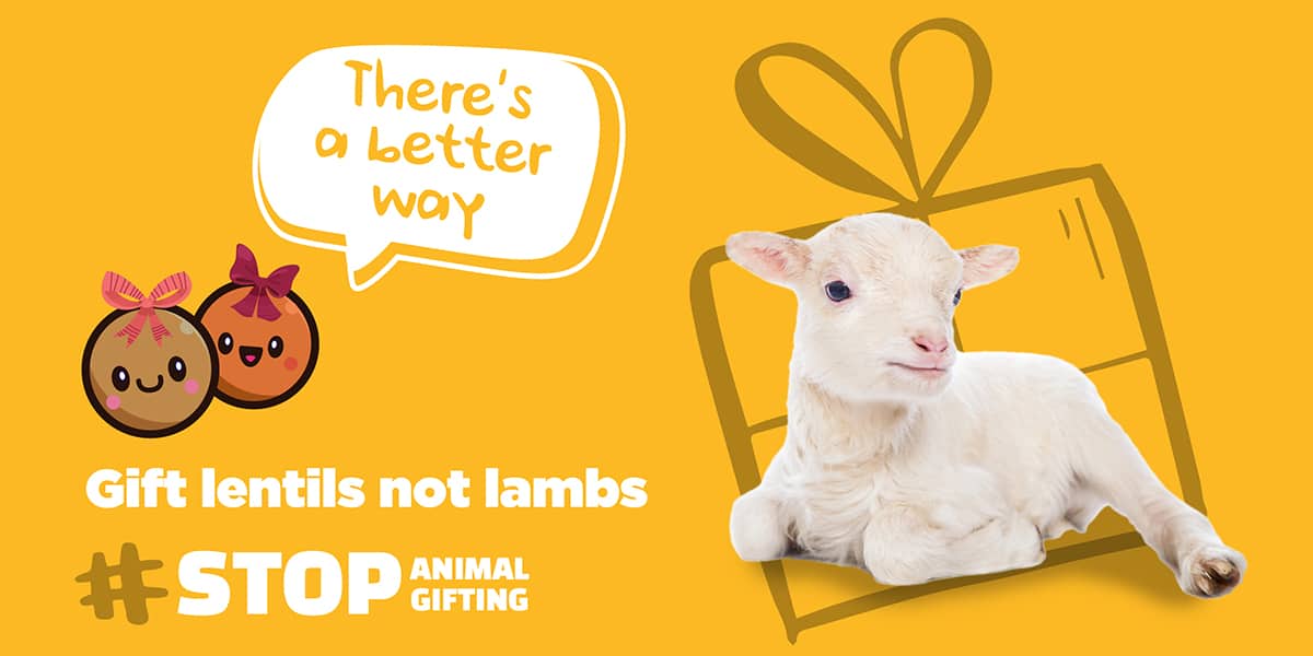 Charities must stop animal gifting programmes, urges Dr. Jane Goodall ...