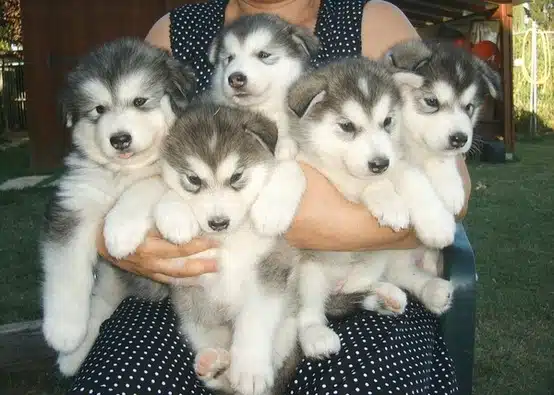 Husky puppies